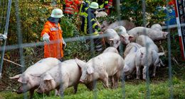 Feuerwehr rettet 140 Schweine nach Verkehrsunfall 